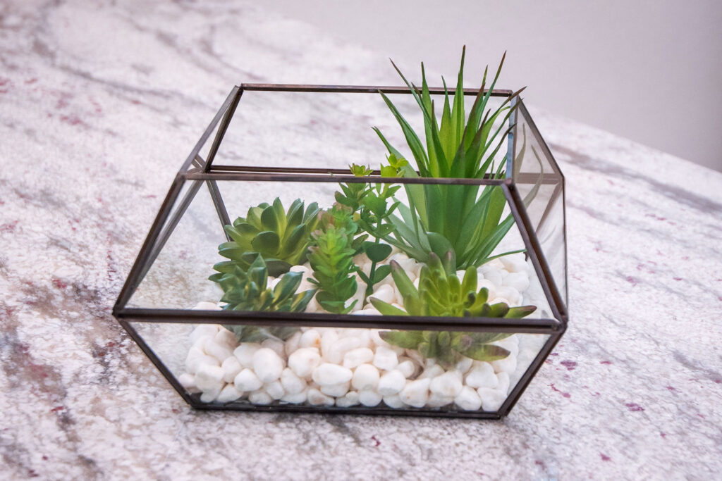 succulent in white rocks